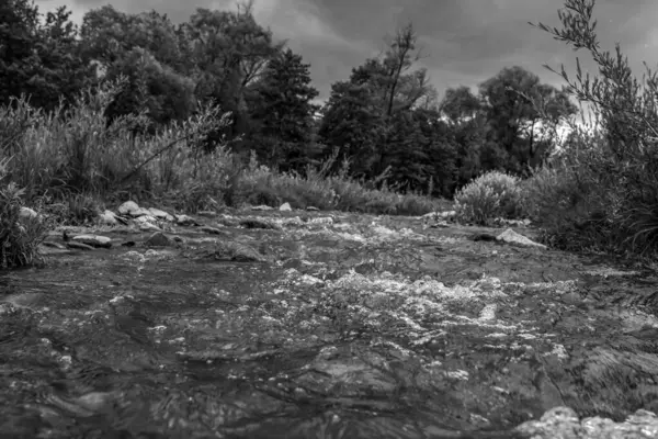Ormandaki bir nehrin siyah beyaz fotoğrafı