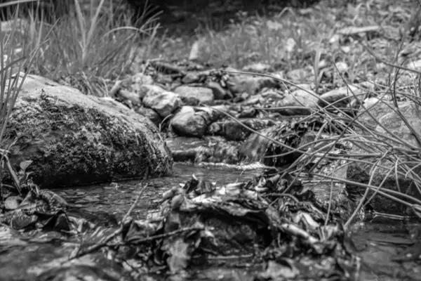 Ormandaki siyah beyaz su akıntısı.