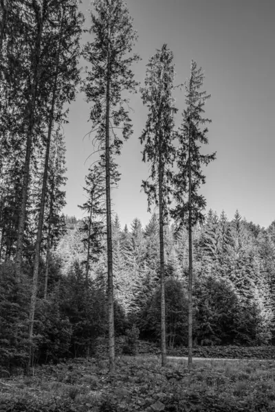 Gündüz vakti ormandaki ağaçların gri tonlu görüntüsü.