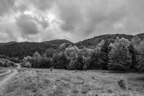 Ağaçlar ve dağlarla dolu güzel bir manzara.