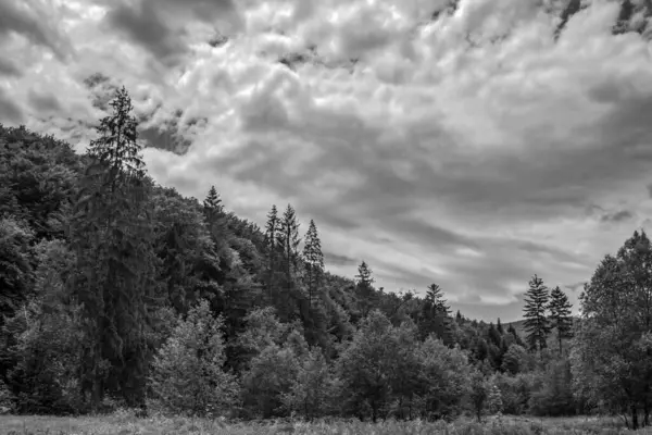 Güzel bir ormanın siyah beyaz fotoğrafı.
