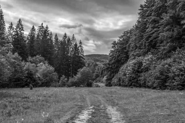 Ormanın ve sıradağların güzel manzarası