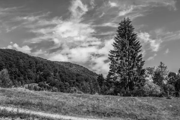 Karpat Dağları ve Polonya 'daki dağ manzarasının dikey görüntüsü.