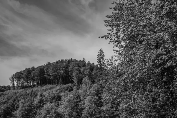 Ormandaki ağaçların siyah ve beyaz görüntüleri, siyah ve beyaz görüntüler, ağustosta, dağlarda çekilmiş fotoğraflar.