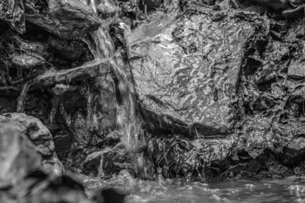 Ormandaki genç bir adamın siyah beyaz fotoğrafı.