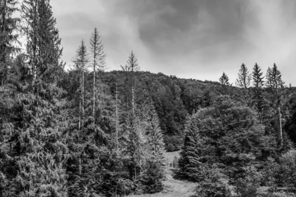 bir ormanın siyah beyaz fotoğrafı