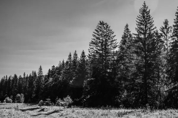 Ormandaki bir ağacın siyah beyaz fotoğrafı.
