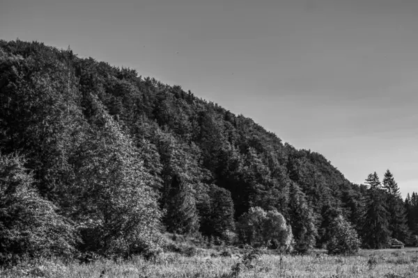 Ormanda bir ağacı olan güzel bir manzara.