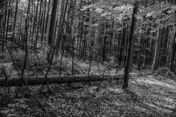 Ormanın siyah beyaz fotoğrafı