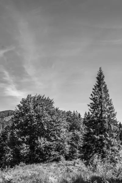 Dağlardaki ormanın siyah beyaz fotoğrafı.