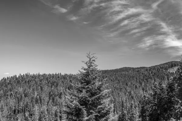 Karpatya 'daki siyah beyaz dağ