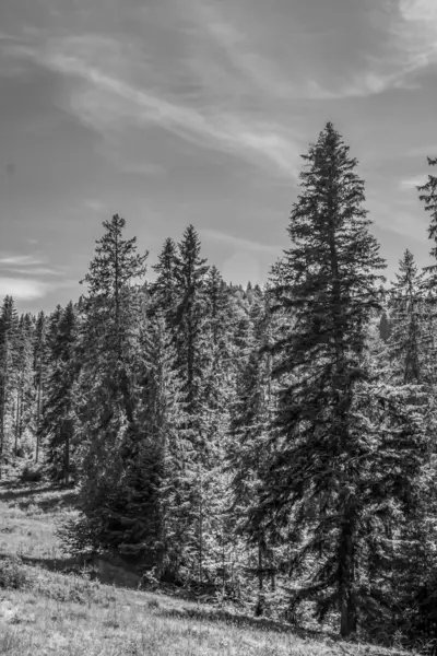 Dağların siyah beyaz görüntüsü