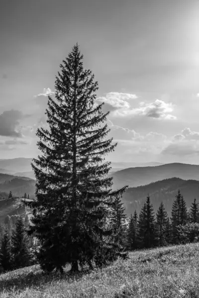 Ağaçlar ve bulutlarla dolu güzel bir manzara.