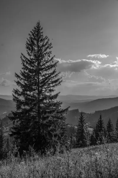 Karpatlar 'da ağaç ve bulutlu gökyüzü olan bir dağ manzarasının siyah ve beyaz fotoğrafı