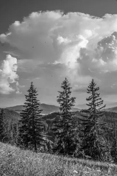 Siyah beyaz güzel yaz manzarası