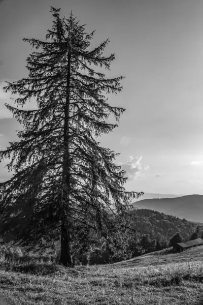 Tepelerdeki güzel bir ağaç görüntüsü.