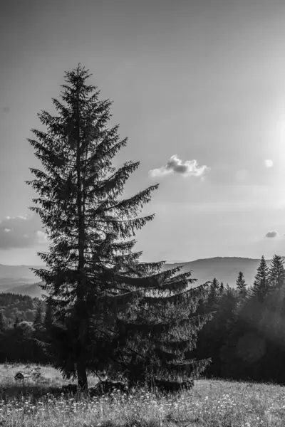 Güneş, ormanın arka planında, güneş bulutlarının arasından parlıyor.