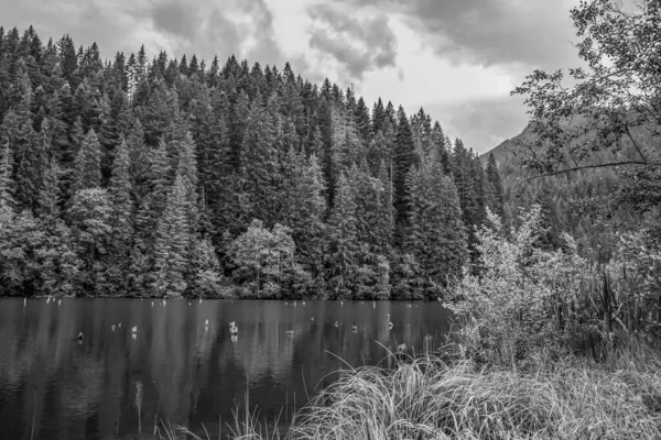 Ağaçlarla çevrili gölün güzel bir görüntüsü.