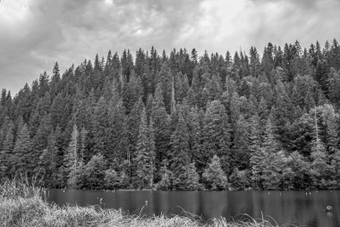 Ormandaki nehrin siyah beyaz görüntüsü