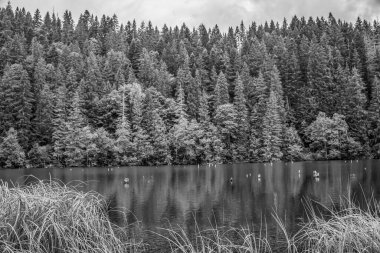 Gölün kıyısındaki siyah ve beyaz ağaçların gri tonlu görüntüsü