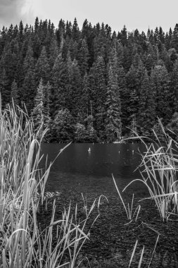 Ağaçlı bir gölün siyah beyaz resmi
