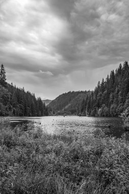 Nehir ve orman siyah ve beyaz üzerinde.