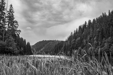 Ormandaki bir gölün siyah beyaz görüntüsü