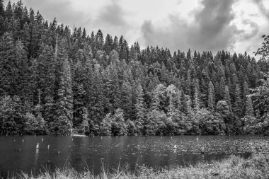 Dağlardaki güzel orman