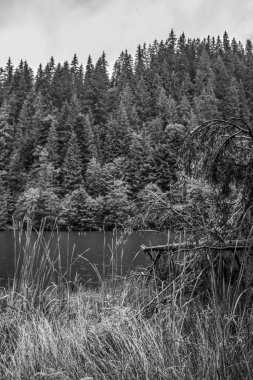 Ormanın arka planında ağaçlar olan güzel bir göl manzarasının siyah ve beyaz resmi.