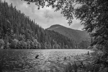 Ormandaki nehrin güzel manzarası.