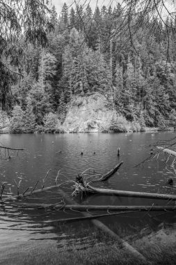 Göl ve ağaçlar siyah ve beyaz