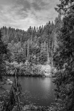 Siyah beyaz bir ormanla çevrili küçük bir göl.
