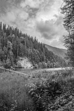 Ormanda nehri olan güzel bir manzara.