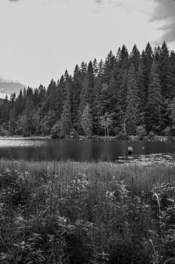 Ormanı ve ağaçları olan bir gölün siyah ve beyaz manzarası