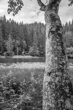 Kayalık bir sahilde, arka planda bir göl olan bir ağacın gri tonlu görüntüsü.