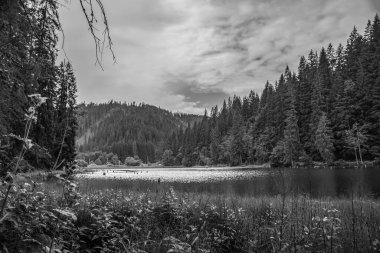 Ormandaki ağaçlarla kaplı siyah beyaz bir manzara.