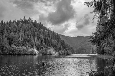 Yaz ormanındaki kara gölün güzel manzarası.