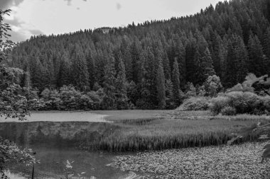 Nehir ve ağaçlarla dolu güzel bir manzara