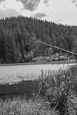 Ağaçlar ve bitkilerle çevrili bir gölün gri tonlu görüntüsü.