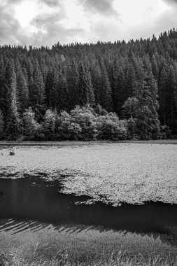 Karanlık ve beyaz gökyüzünün altındaki orman ve dağlarla çevrili güzel bir gölün dikey görüntüsü.