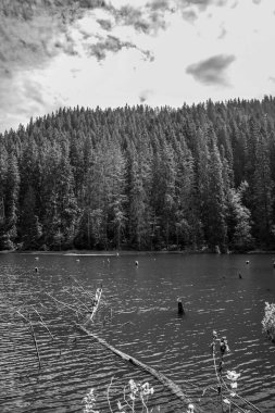 Orman Gölü 'nün gri tonlu görüntüsü.