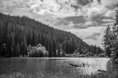 Açık bulutlu bir gökyüzünün altında yeşilliklerle çevrili güzel bir göl görüntüsü.