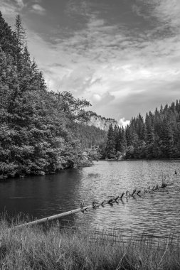 Ormanda güneşli bir günde göllü güzel bir manzaranın siyah ve beyaz görüntüsü..