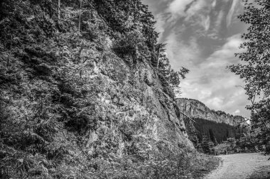 Ağacı olan güzel bir manzara