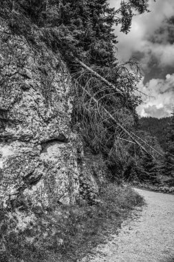 Ormandaki bir tepedeki kayanın dikey görüntüsü.