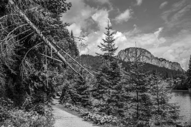 Ormanda ağaçlarla çevrili bir nehrin gri tonlu görüntüsü.