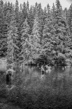 Göl ve ormanın kış manzarası