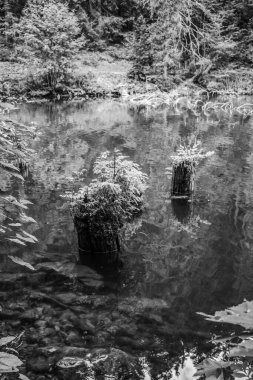 Ormanın güzel manzarası