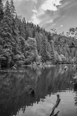 Ormandaki bir gölün siyah beyaz fotoğrafı.