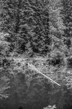 Ormanın güzel manzarası